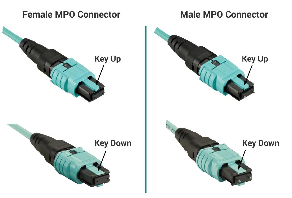 MPO Gender Interface