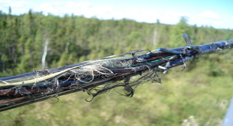 Severe Damages For Regular Cables In Wildlands Severe-Damages-For-Regular-Cables-In-Wildlands