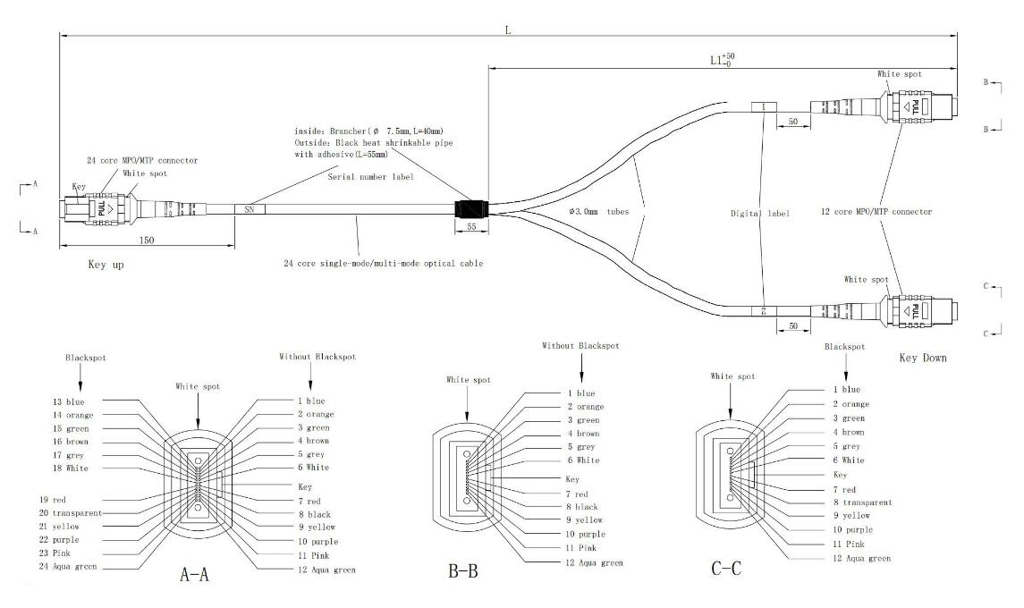 MTP24 to MTP12 Cable MTP24 to MTP12 Cable